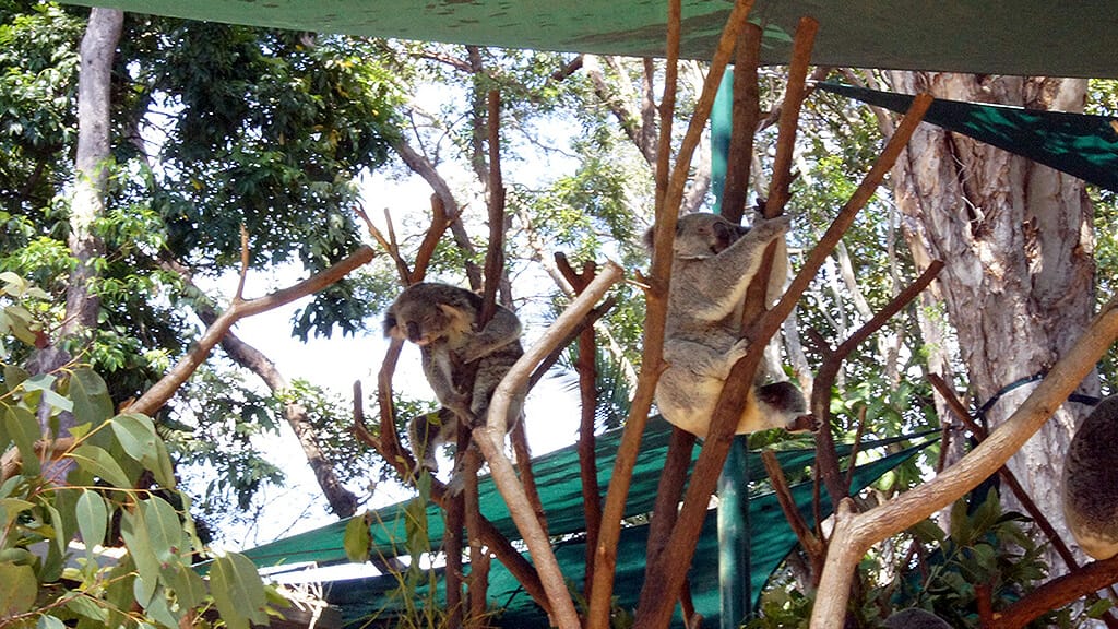 currumbin-zoo