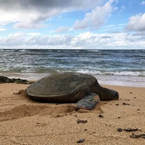 ノースショアの海岸にてウミガメに遭遇