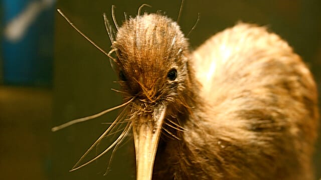 無害な野生動物ばかり